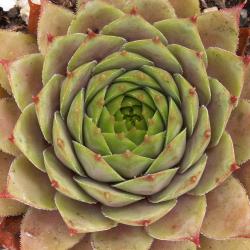 Sempervivum - Dachwurz - Hauswurz